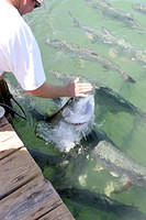 Hand-feeding tarpon